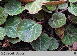 Saxifraga stolonifera (skalnica rozłogowa)