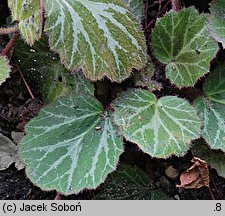 Saxifraga stolonifera (skalnica rozłogowa)