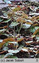 Saxifraga stolonifera (skalnica rozłogowa)