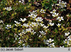 Saxifraga trifurcata (skalnica trójdzielna)