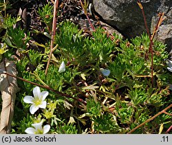 Saxifraga trifurcata (skalnica trójdzielna)