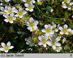 Saxifraga trifurcata (skalnica trójdzielna)