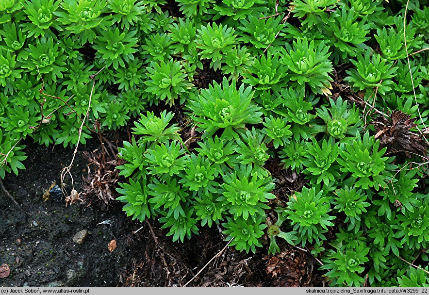 Saxifraga trifurcata (skalnica trójdzielna)