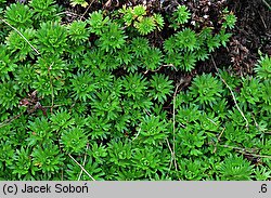 Saxifraga trifurcata (skalnica trójdzielna)