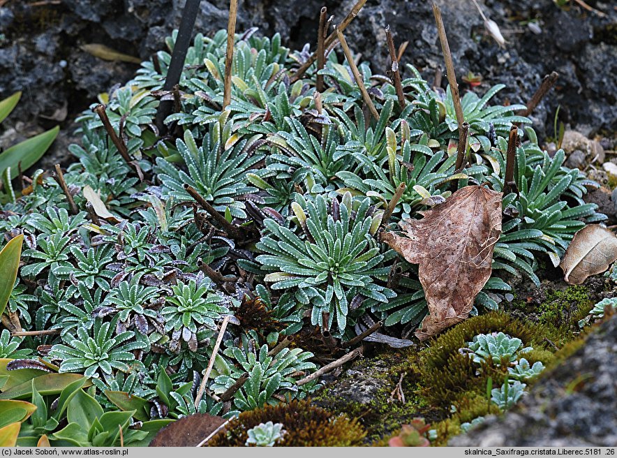 Saxifraga crustata