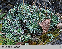 Saxifraga crustata