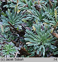 Saxifraga crustata