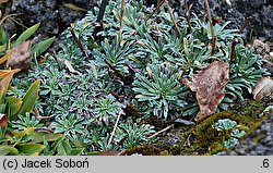 Saxifraga crustata