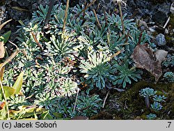 Saxifraga crustata