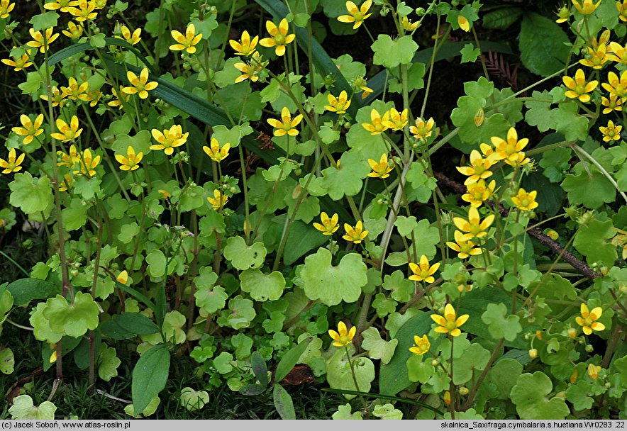 Saxifraga huetiana