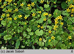 Saxifraga huetiana