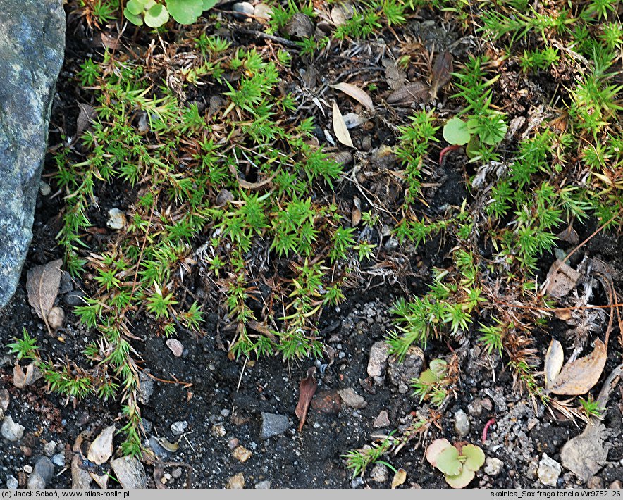 Saxifraga tenella