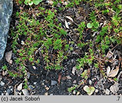 Saxifraga tenella