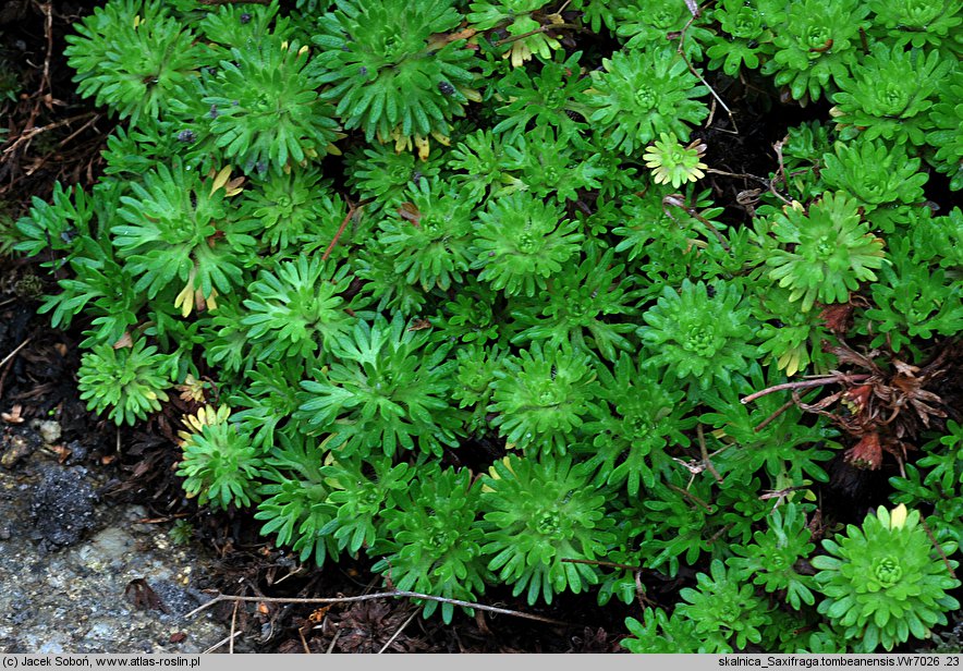 Saxifraga tombeanensis