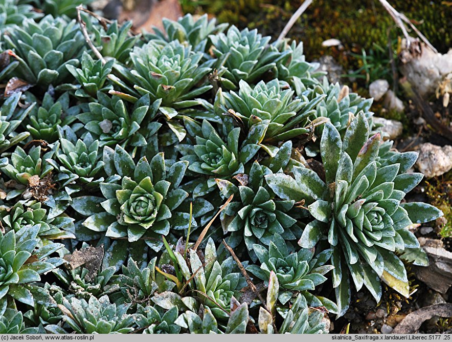 Saxifraga ×landaueri