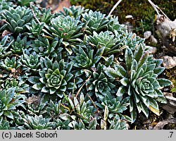 Saxifraga ×landaueri