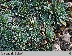 Saxifraga ×landaueri