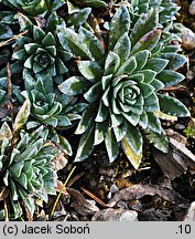 Saxifraga ×landaueri