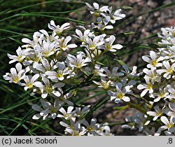 Saxifraga ×macnabiana