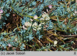 Aethionema grandiflorum (skrzydlinka wielkokwiatowa)