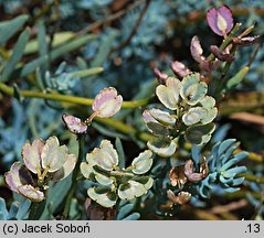 Aethionema grandiflorum (skrzydlinka wielkokwiatowa)