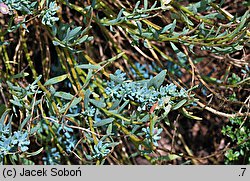 Aethionema grandiflorum (skrzydlinka wielkokwiatowa)