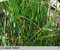 Equisetum scirpoides (skrzyp arktyczny)