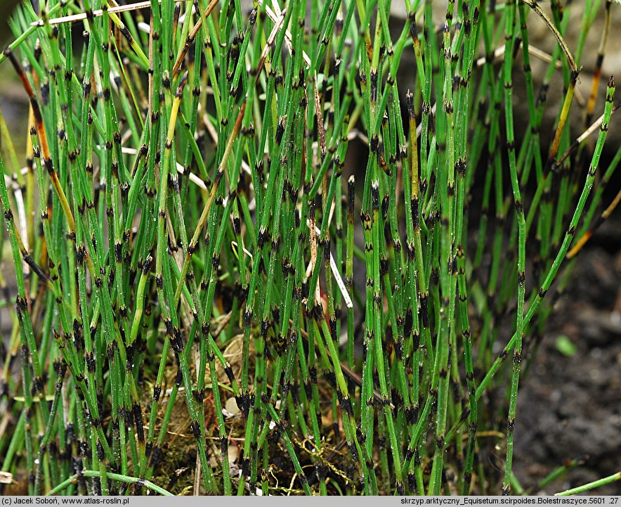 Equisetum scirpoides (skrzyp arktyczny)