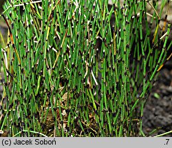 Equisetum scirpoides (skrzyp arktyczny)