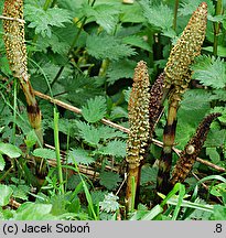 Equisetum telmateia (skrzyp olbrzymi)