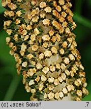 Equisetum telmateia (skrzyp olbrzymi)