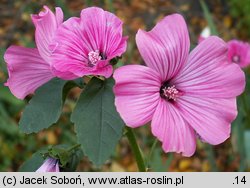 Lavatera trimestris (ślazówka letnia)