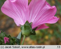 Lavatera trimestris (ślazówka letnia)
