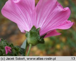 Lavatera trimestris (ślazówka letnia)