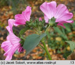 Lavatera trimestris (ślazówka letnia)