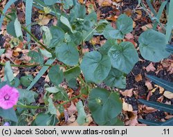 Lavatera trimestris (ślazówka letnia)