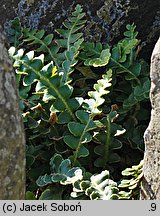 Asplenium ceterach (zanokcica śledzionka)