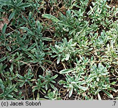 Hormathophylla spinosa (smagliczek ciernisty)