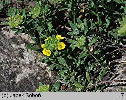 Alyssum repens (smagliczka płożąca)