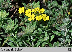 Alyssum repens (smagliczka płożąca)