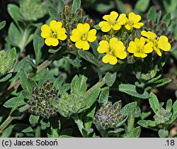 Alyssum repens (smagliczka płożąca)