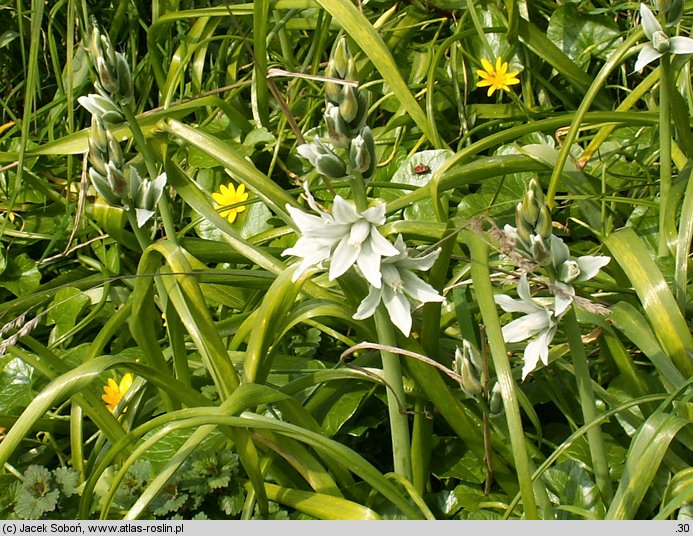 Ornithogalum nutans