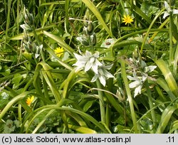 Ornithogalum nutans