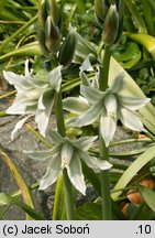 Ornithogalum nutans