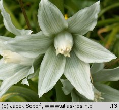 Ornithogalum nutans