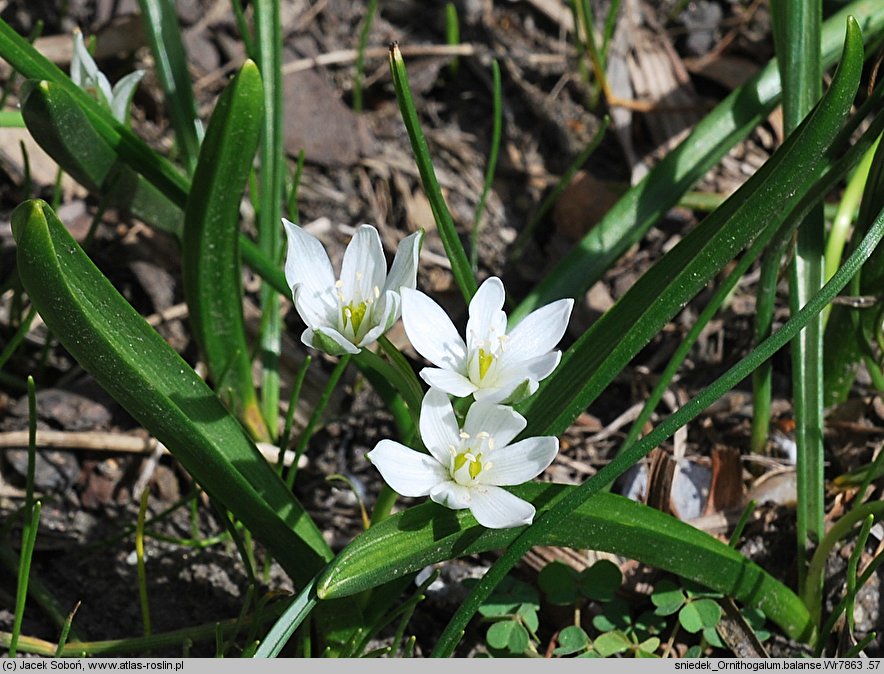 Ornithogalum balansae