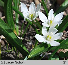 Ornithogalum balansae