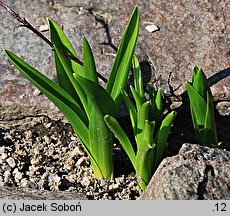 Ornithogalum magnum