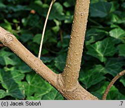 Chionanthus virginicus (śniegowiec wirginijski)