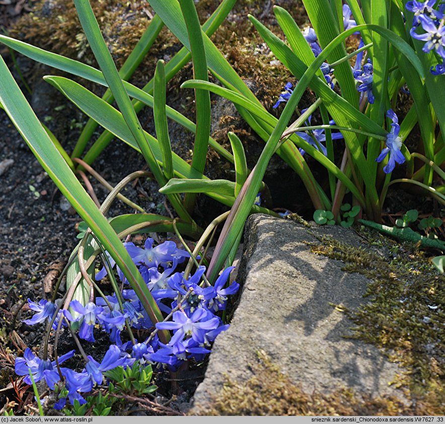 Chionodoxa sardensis (śnieżnik sardeński)